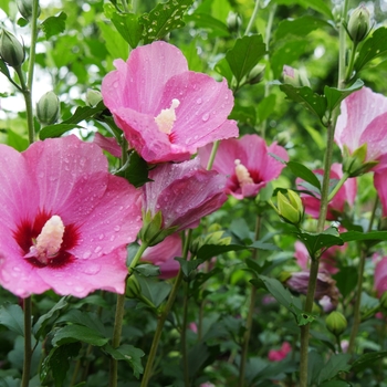 Hibiscus syriacus 'SHIMRR38' PP27195