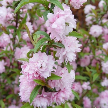 Prunus glandulosa 'Rosea Plena' 