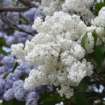 Syringa vulgaris var. alba