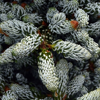 Abies koreana 'Kahout's Icebreaker' 