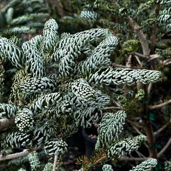 Abies koreana 'Silver Show' 