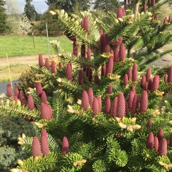 Abies koreana 'Starker's Dwarf' 