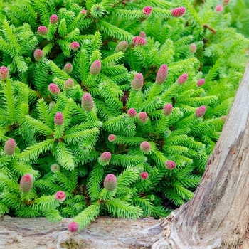 Picea abies 'Pusch'