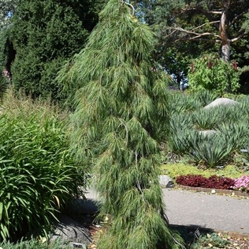 Pinus strobus 'Angel Falls' 