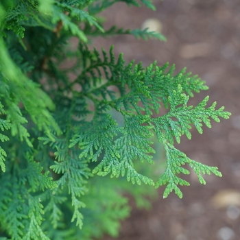 Thuja occidentalis 'Dark Green' 