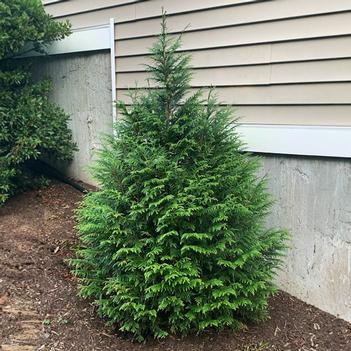 Thuja plicata x slandishii 'Leprechaun' PP33840