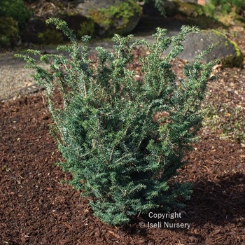 Tsuga canadensis 'Forest Fountain' 