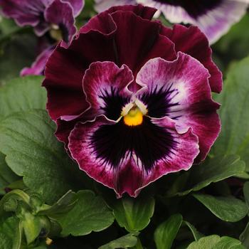 Viola x wittrockiana 'Frizzle Sizzle Raspberry' 