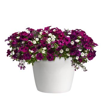 Hanging Basket 'Chemical Attraction' 