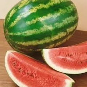 Citrullus lanatus 'Crimson Sweet'