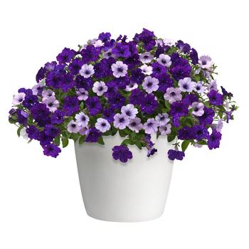 Hanging Basket 'Crystallize' 