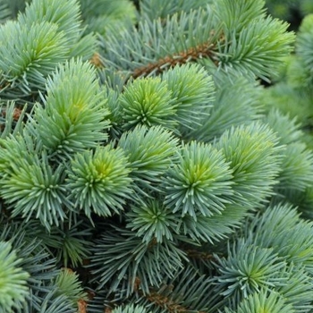 Picea pungens 'Christina'