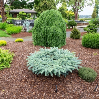 Picea pungens 'Millbrook' 