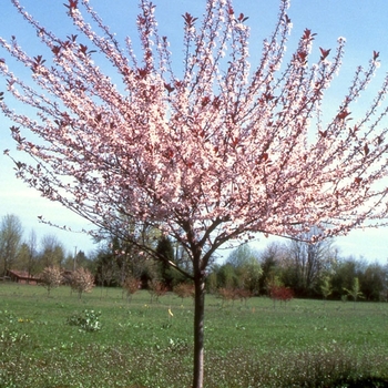 Prunus x cistena 'Schmidtcis' PP16,179