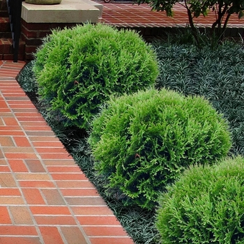 Thuja occidentalis 'Little Giant' 