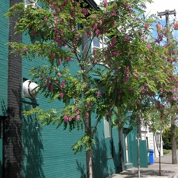 Robinia pseudoacacia 'Purple robe' 