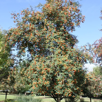 Sorbus aucuparia