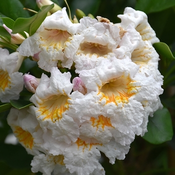 Radermachera kunming