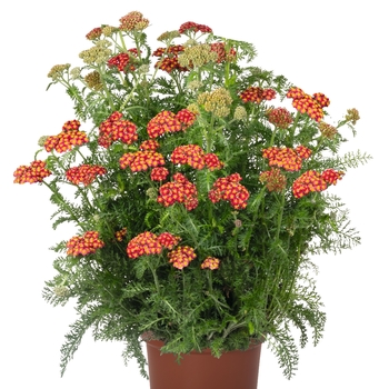 Achillea millefolium 'Skysail Fire' 