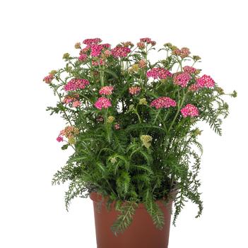 Achillea millefolium 'Skysail Bright Pink' 