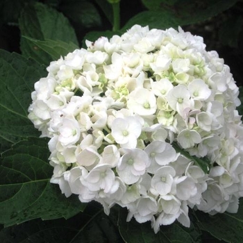 Hydrangea macrophylla 'Sister Theresa'
