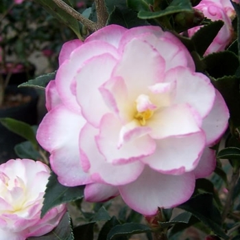 Camellia sasanqua 'Leslie Ann' 
