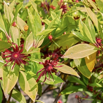 Illicium floridanum