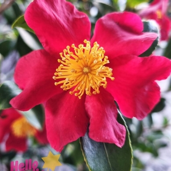 Camellia sasanqua 'Yuletide' 