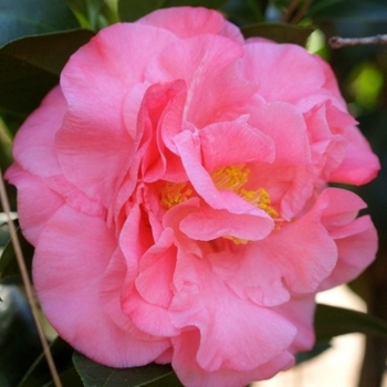 Camellia japonica 'Ack-Scent' 