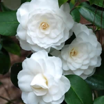 Camellia japonica 'White by the Gate' 