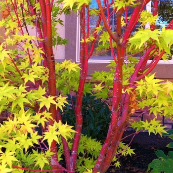 Acer palmatum 'Red Wood' 
