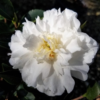 Camellia sasanqua 'Mine-no-yuki' 
