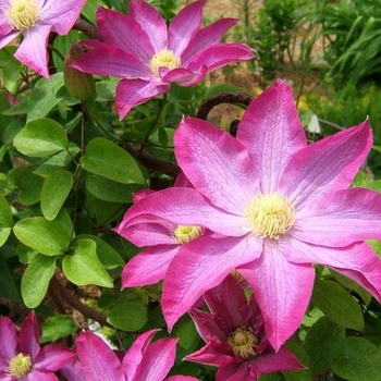 Clematis 'Pink champagne' Kakio