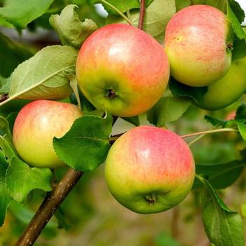 Malus domestica 'Anna' 