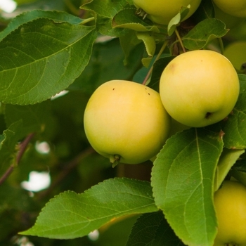Malus domestica 'Ein Shemer'