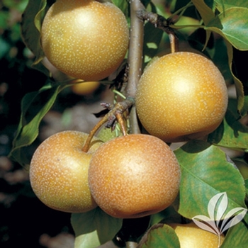 Pyrus pyrifolia 'Shinko' 