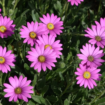 Osteospermum barberiae var. compactum 'P005S' USPP25201P2