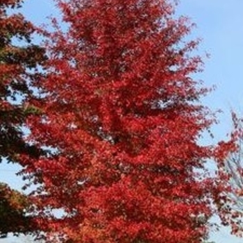 Nyssa sylvatica 'Green Gable&trade;' PP26,185