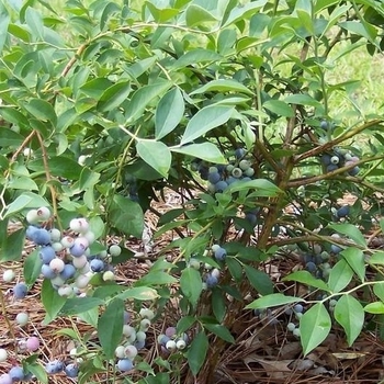 Vaccinium ashei 'Tifblue' 