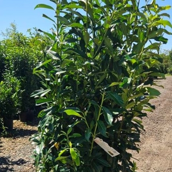 Prunus laurocerasus 'Mariblon' 20,010,197,104