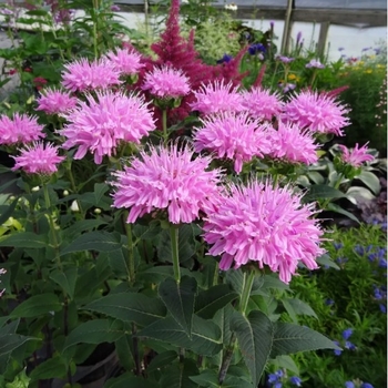 Monarda didyma 'Grand Mum&trade;' PP22082