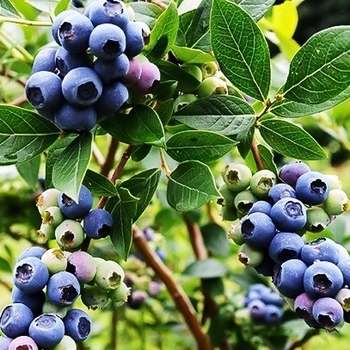 Vaccinium ashei 'Climax' 