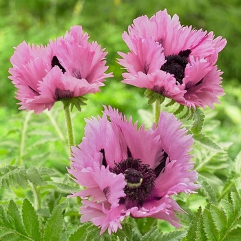 Papaver orientale 'Pink Perfection' 