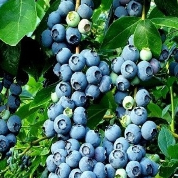 Vaccinium corymbosum 'Emerald' PP12165