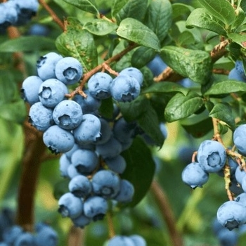 Vaccinium corymbosum 'FL09-216' PPAF