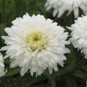 Leucanthemum 'Double Darling&trade;' PPAF
