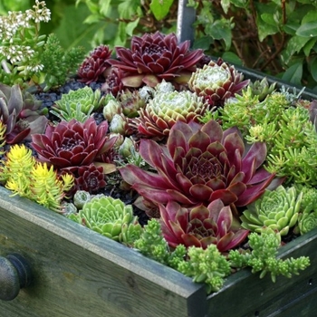 Sempervivum 