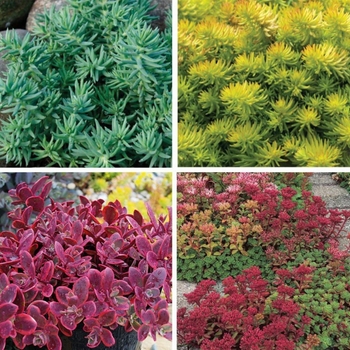 Sedum 