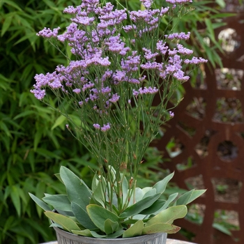 Limonium 'Dazzle Rocks' 