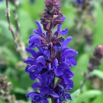 Salvia nemorosa 'Dark Matter&trade;' PP28941P3